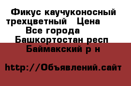 Фикус каучуконосный трехцветный › Цена ­ 500 - Все города  »    . Башкортостан респ.,Баймакский р-н